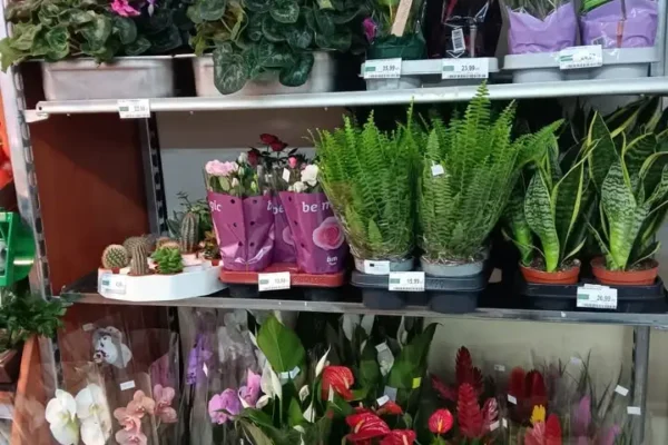 Promocja 2+1 w sklepie: papier toaletowy Cashmir i ręcznik kuchenny za grosz