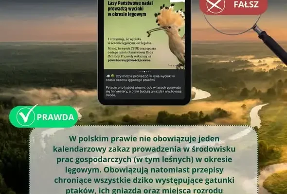 Mit o zakazie prac leśnych od 1 marca do 15 października – jak jest naprawdę?