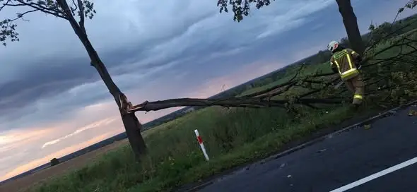 Powalone drzewo w Drogomilu – interwencja strażaków z Bytomia Odrzańskiego