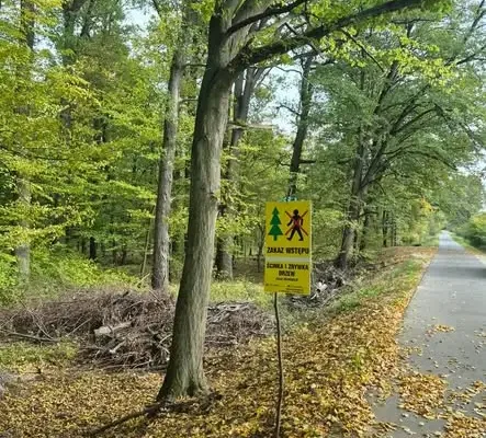 Nowa Sól: usuwanie niebezpiecznych dębów przy ścieżce rowerowej do Siedliska