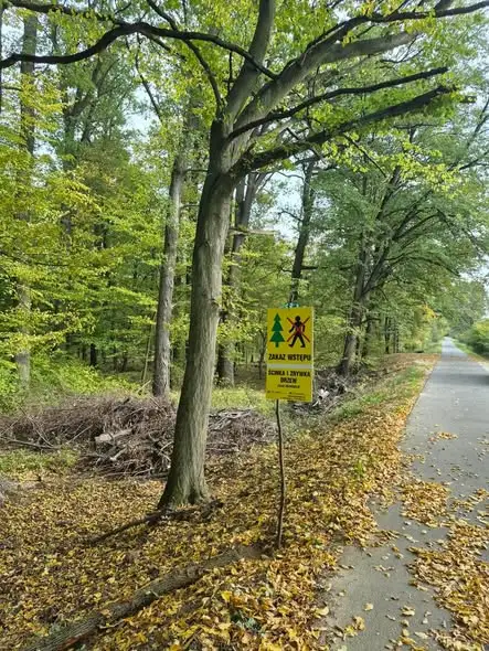 Nowa Sól: usuwanie niebezpiecznych dębów przy ścieżce rowerowej do Siedliska
