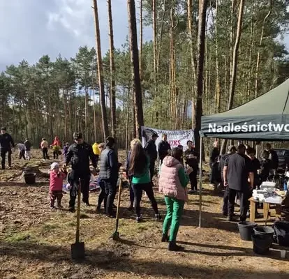 Jesienne sadzenie lasu w Nadleśnictwie Nowa Sól – 50 hektarów i 300 tysięcy sadzonek